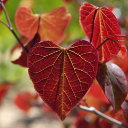 Cercis canadensis ‘Forest Pansy’