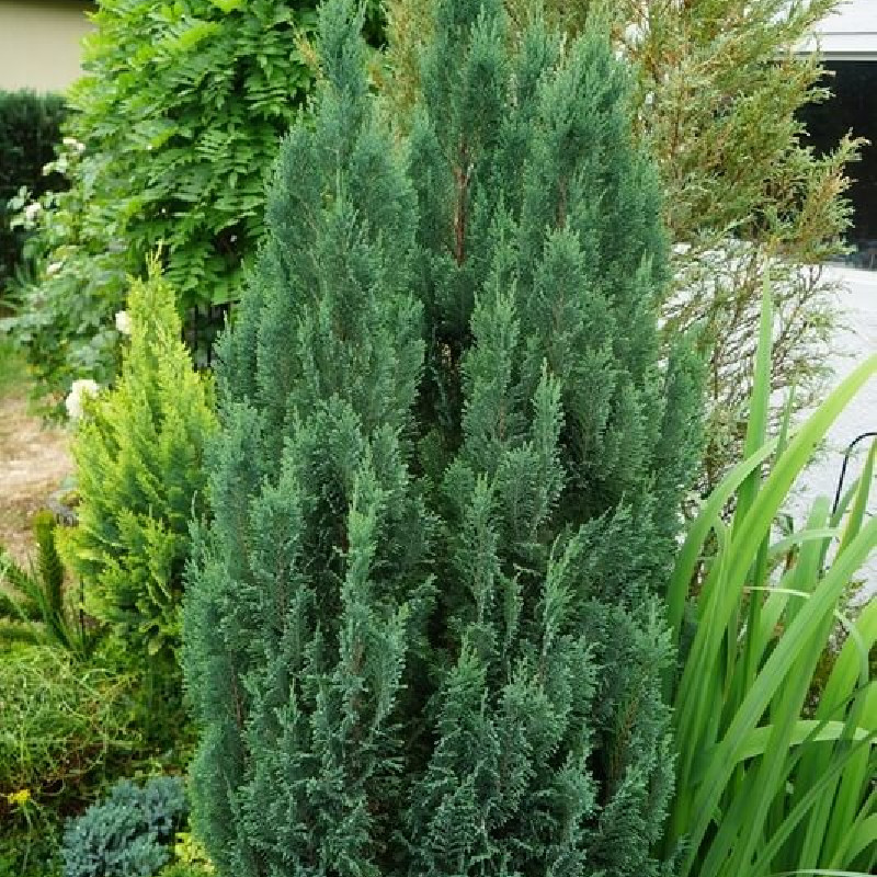 Chamaecyparis lawsoniana Little Spire