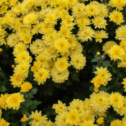 Chrysanthemum hortorum Citrus