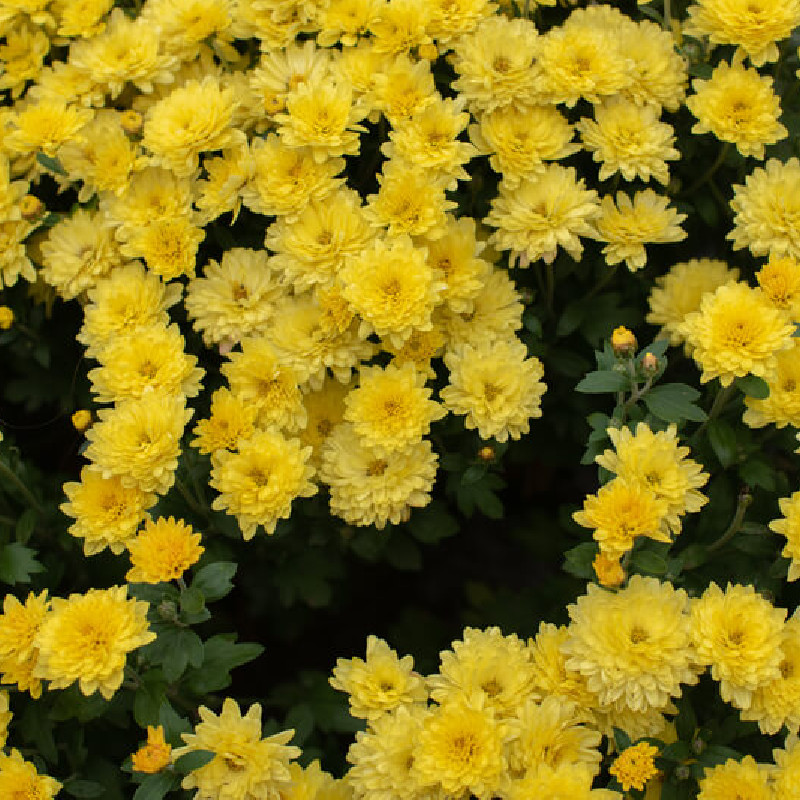 Chrysanthemum hortorum Citrus