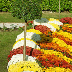 Chrysanthemum hortorum Citrus