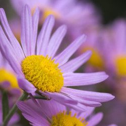 Chrysanthemum x rubellum ‘Clara Curtis‘