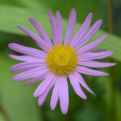 Chrysanthemum x rubellum ‘Clara Curtis‘