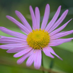 Chrysanthemum x rubellum ‘Clara Curtis‘