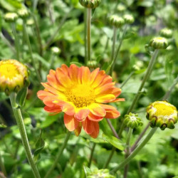 Chrysanthemum rubellum Dernier Soleil