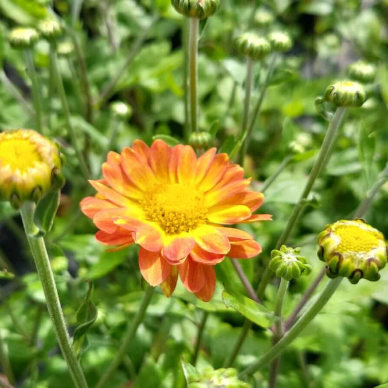 Chrysanthemum rubellum Dernier Soleil