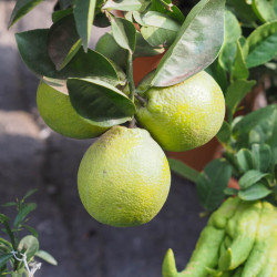 Citrus sinensis