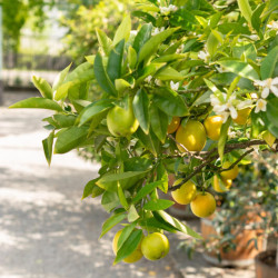 Citrus sinensis