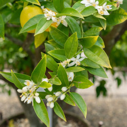 Citrus sinensis