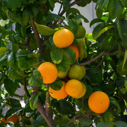 Citrus sinensis