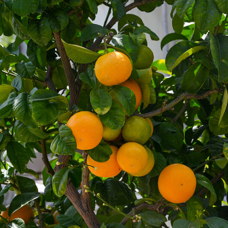 Citrus sinensis