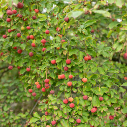 Cornus kousa Norman Hadden