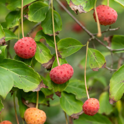 Cornus kousa Norman Hadden