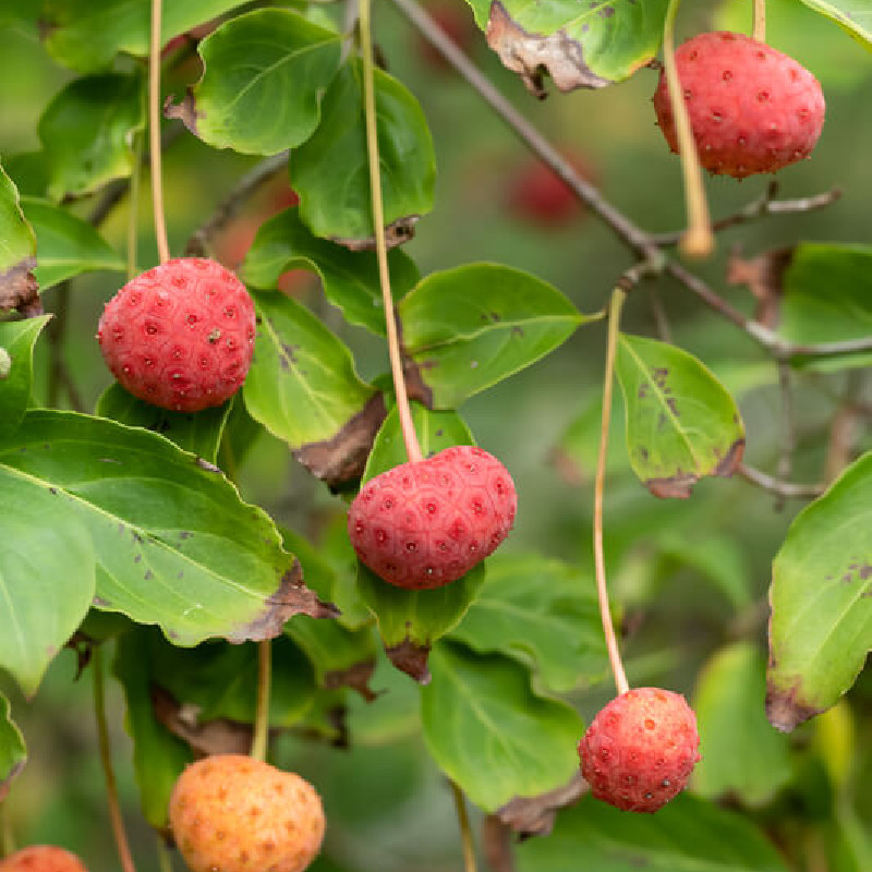 Cornus kousa Norman Hadden