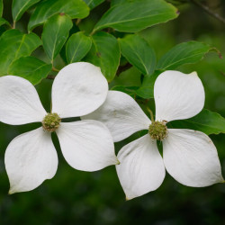 Cornus kousa Norman Hadden