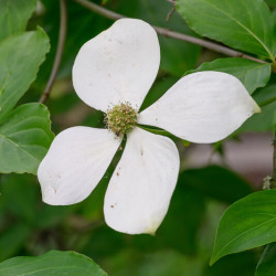 Cornus kousa Norman Hadden