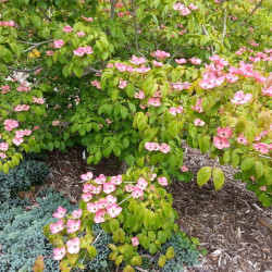 Cornus kousa ‘Satomi’