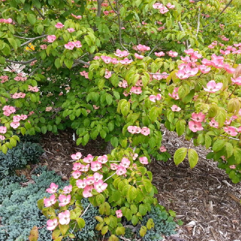 Cornus kousa ‘Satomi’