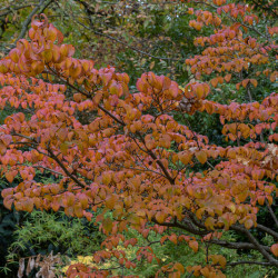 Cornus kousa ‘Satomi’