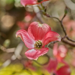 Cornus kousa ‘Satomi’