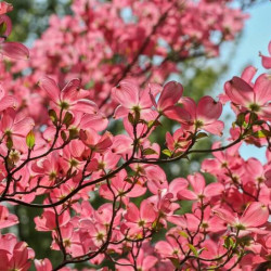 Cornus kousa ‘Satomi’