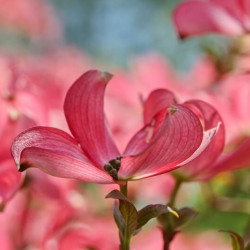 Cornus kousa ‘Satomi’