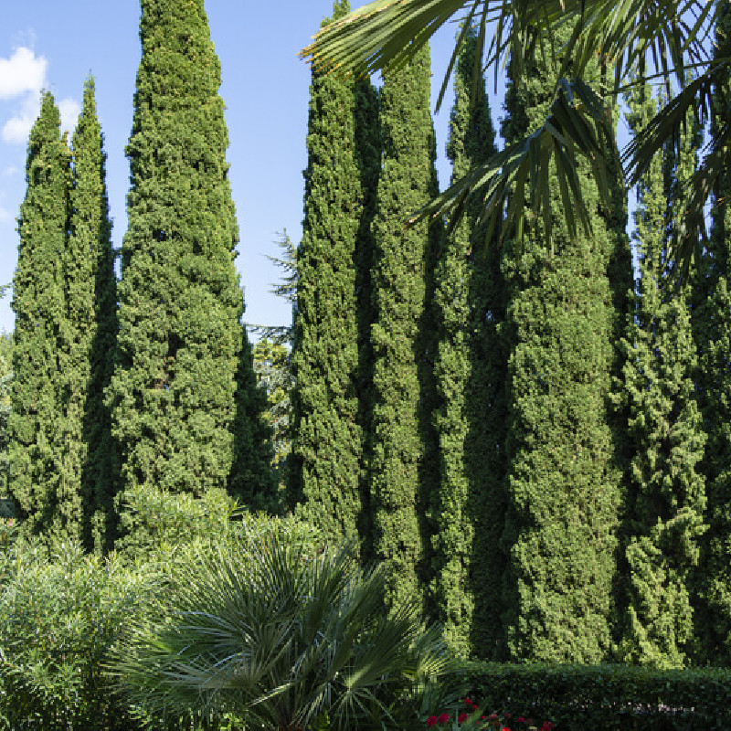 Cupressus sempervirens ‘Stricta‘