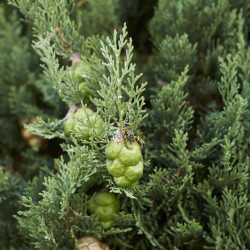 Cupressus sempervirens ‘Stricta‘