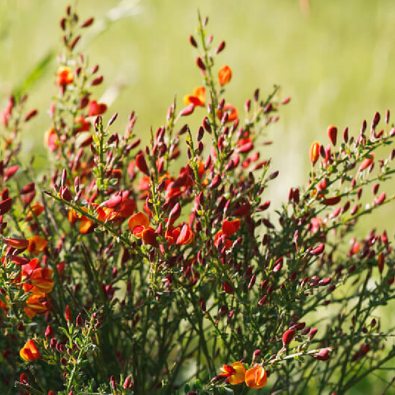 Cytisus scoparius ‘Red Wings‘