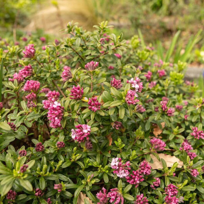 Daphné sericea ‘Collina Gardens‘