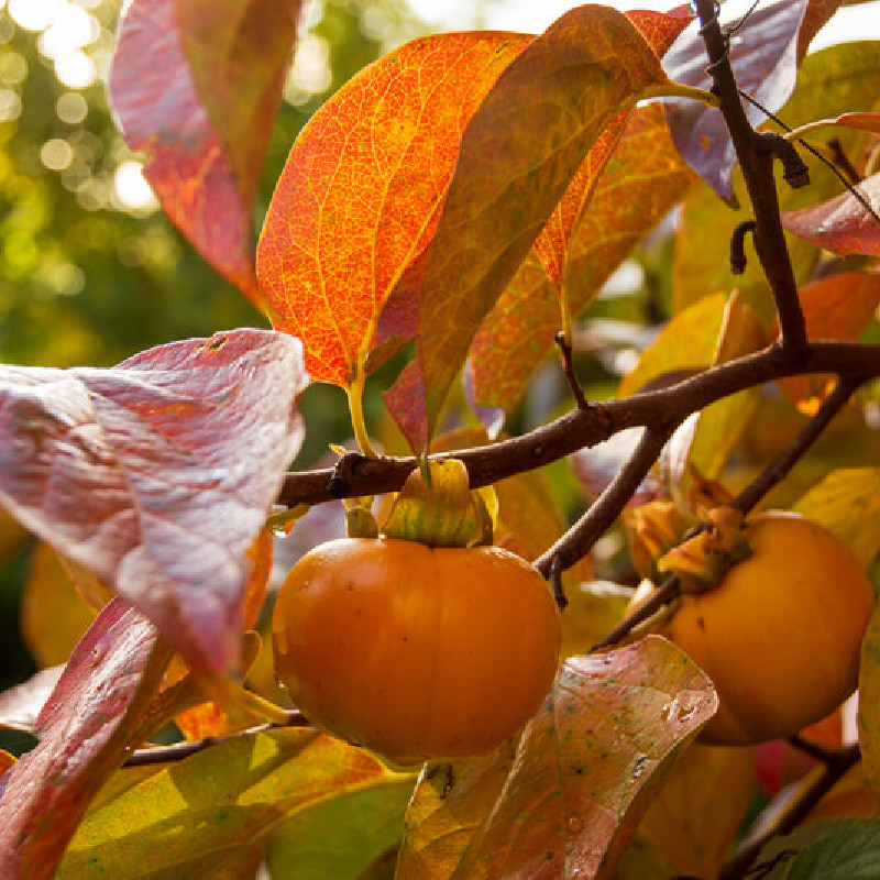 Diospyros ‘Nikita's gift’