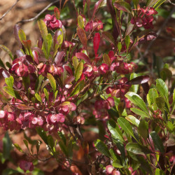 Dodonea viscosa ‘Purpurea’