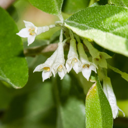 Elaeagnus umbellata Amoroso