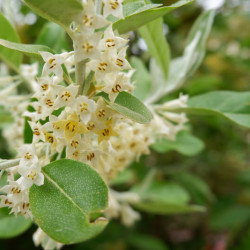 Elaeagnus umbellata Amoroso