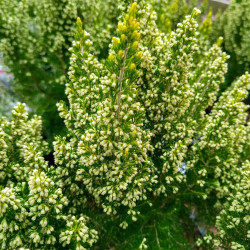 Erica arborea ‘Estrella Gold‘