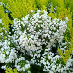 Erica arborea ‘Estrella Gold‘