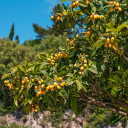 Eriobotrya japonica