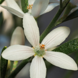 Eriostemon myoporoides