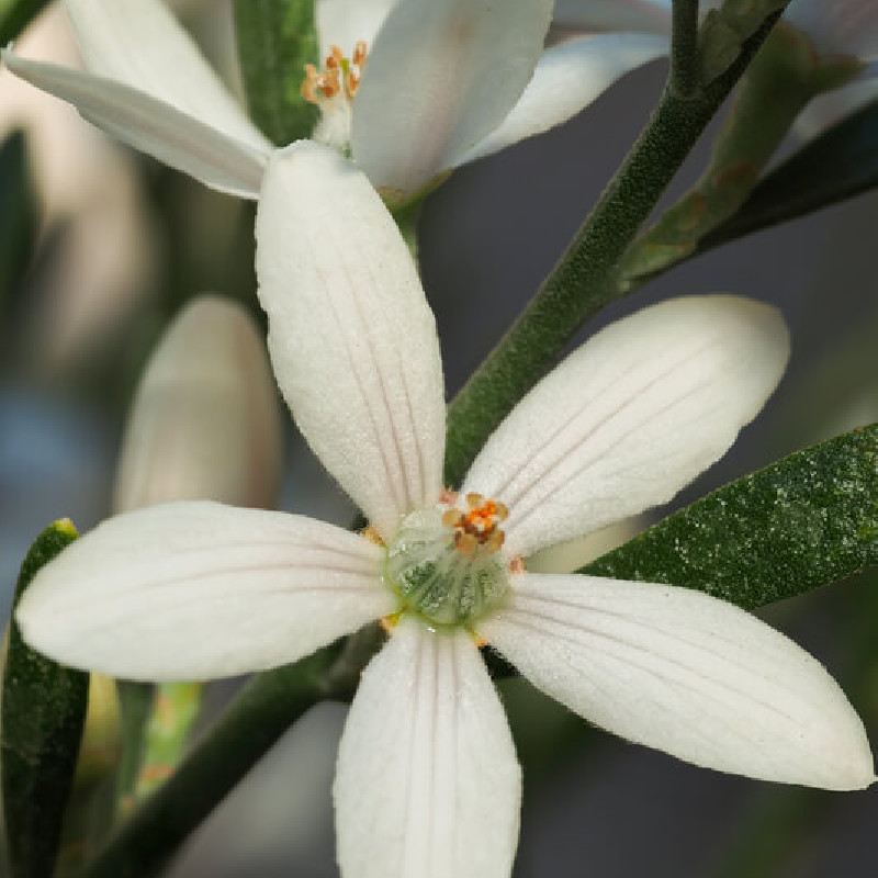 Eriostemon myoporoides