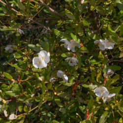 Eucryphia intermedia ‘Rostrevor’