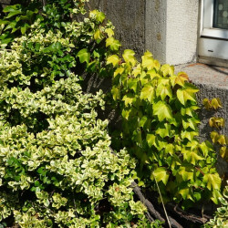 Euonymus fortunei ‘Emerald 'n' Gold’