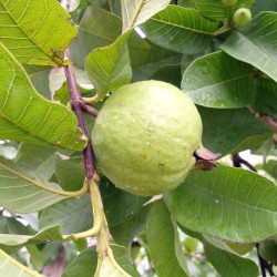 Feijoa sellowiana ‘Triumph’