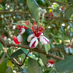 Feijoa sellowiana ‘Triumph’