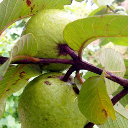 Feijoa sellowiana ‘Triumph’