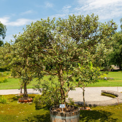 Feijoa sellowiana