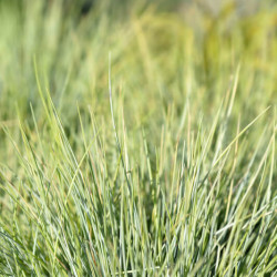 Festuca glauca ‘AmiGold‘