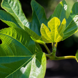 Ficus carica Gustissimo Peretta