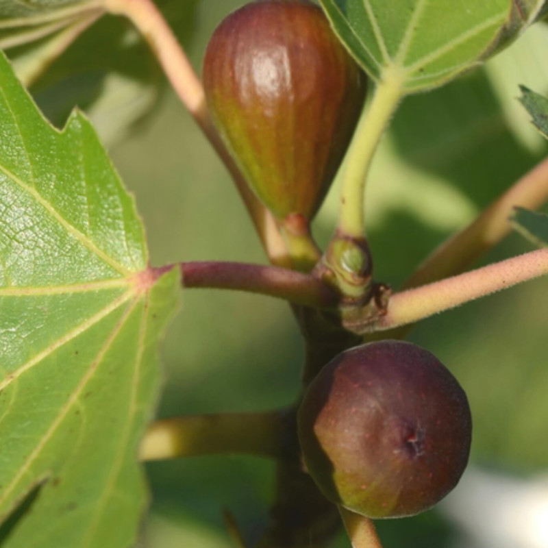 Ficus carica Gustissimo Peretta