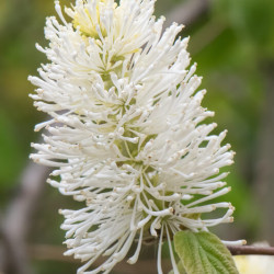 Fothergilla major