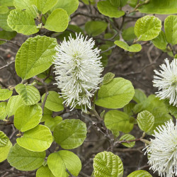 Fothergilla major